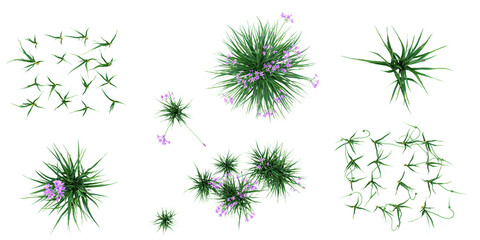 set of Garlic plants on transparent background from the top view © Saifstock