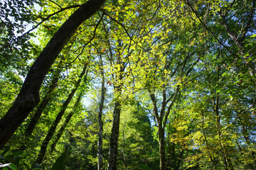 Green forest canopy with sunlight and blue sky,青空と木漏れ日の広がる緑の森の木々