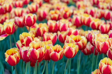 Fields of red and yellow tulips stand tall in the sun.  Many flowers show their vibrant colors in a...