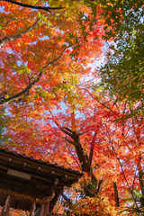 京都松ヶ崎大黒天の紅葉02