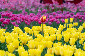 A field of bright yellow tulips stands out against a background of purple blossoms. One red and...