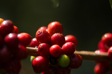 Farmer concept harvest fruit ripe coffee seed robusta arabica berry close up fresh green leaf bean...