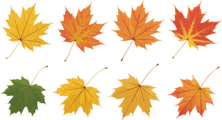 Fototapeta premium Collection of colorful autumn maple leaves showcasing vibrant fall foliage on white background.