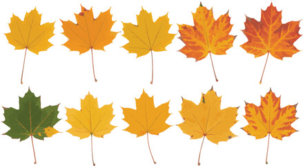 Collection of colorful autumn maple leaves showcasing vibrant fall foliage on white background.