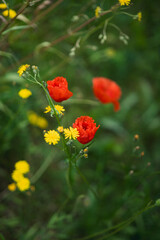 Flowers in nature and fields