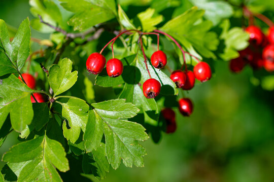 Weissdornbeeren (Crataegus Laevigata)