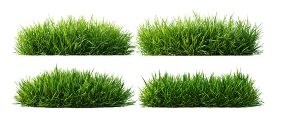 Lawn clump collection of grass tufts, each with individual blades, neatly spaced, isolated on transparent background.
