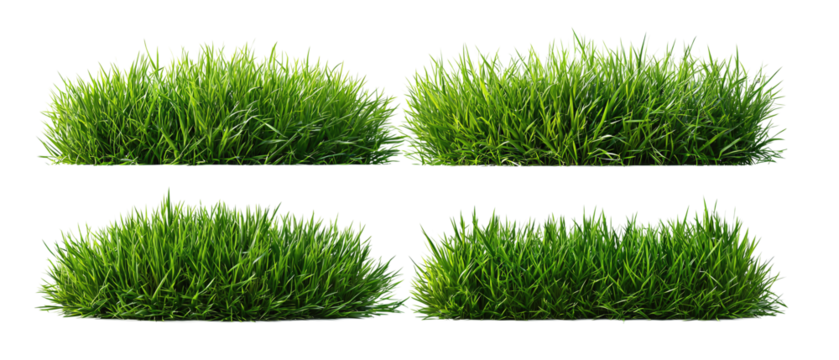 Lawn clump collection of grass tufts, each with individual blades, neatly spaced, isolated on transparent background.
