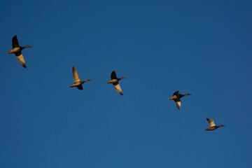 flock of geese