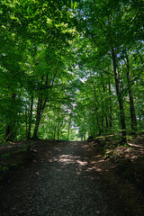 footpath in the woods