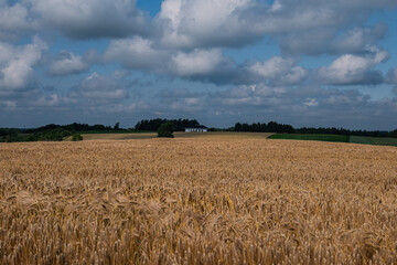field of wheat