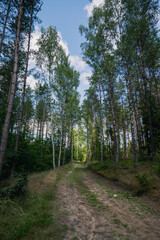path in the forest