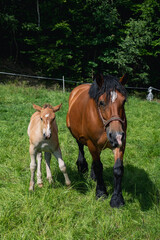 Horses on meadow in nature