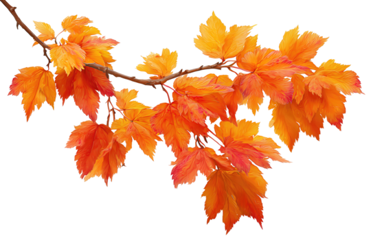 Autumn maple branch with clustered orange and red leaves, crisp edges and subtle veins, isolated on transparent background.
