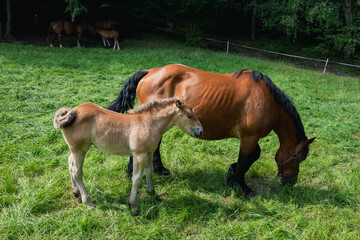 Horses on meadow in nature