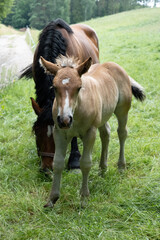 Horses on meadow in nature