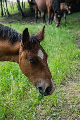 Horses on meadow in nature