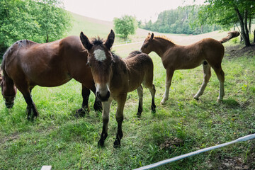 Horses on meadow in nature