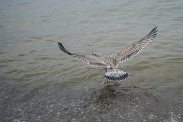 Seagull flying near the sea