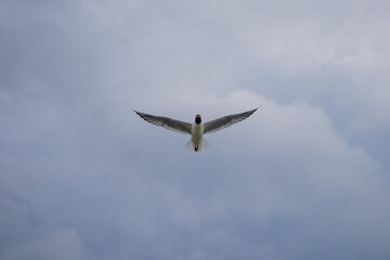 Seagull flying near the sea