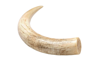 Single ivory tusk with soft off-white tone, textured with faint hatch marks and hairline fractures, angled upward, isolated on transparent background.
