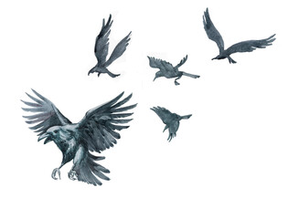 Watercolor bird silhouette hand painted clipart isolated on white.
