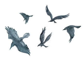 Watercolor bird silhouette hand painted clipart isolated on white.