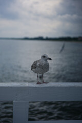 Seagull flying near the sea