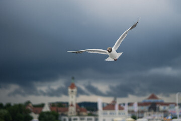 Seagull flying near the sea