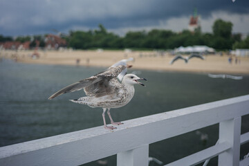 Seagull flying near the sea