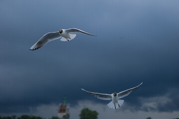 Seagull flying near the sea