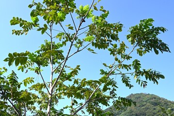 Fototapeta premium Japanese walnut (Juglans mandshurica) fruits. Juglandaceae deciduous tree. It grows in wetlands such as riversides and its fruits are drupe-like nuts that ripen in autumn.