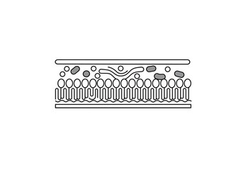Cell membrane drawing. A line art sketch of fluid mosaic model of a cell membrane, a vital biological barrier composed of a phospholipid bilayer. Vector sketch line art draw.