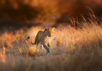 Cheetah running through the African savannah in summer. Majestic big cat in the wild.