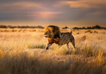 Majestic male lion walking across the African savannah
