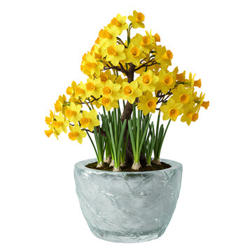 Yellow Daffodil Potted Plant: Spring Blooms & Floral Arrangement