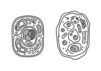 Animal and plant cell drawing. It is a line art diagram illustrating the basic structures of an animal cell and a plant cell, highlighting key organelles and differences. Vector sketch line art draw.