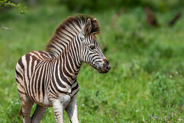 South Africa, Kruger National Park, Burchell's Zebra (Equus quagga burchellii), pony