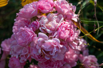 Rosa damascena, more commonly known as the Damask rose, or sometimes as Bulgarian rose, Turkish rose, Taif rose, Arab rose, is a rose hybrid, derived from Rosa gallica and Rosa moschata.