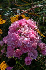 Rosa damascena, more commonly known as the Damask rose, or sometimes as Bulgarian rose, Turkish rose, Taif rose, Arab rose, is a rose hybrid, derived from Rosa gallica and Rosa moschata.