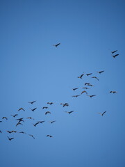 flock of seagulls