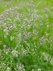Cyanthillium cinereum or little ironweed with white and purple buds and flower head.