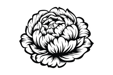 Elegant peony flower illustration showcases intricate black and white line art style