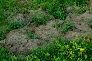 Patch of dry hay mixed with sprouting weeds and fresh green grass, creating a natural textured ground surface in an outdoor setting.