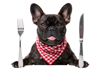Hungry French bulldog dog with fork and knife wearing red bib isolated on white background