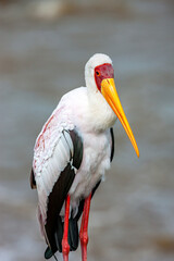 South Africa, Kruger National Park, Yellow-billed Stork (Mycteria ibis)