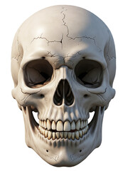 Human Skull Frontal View
