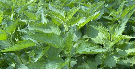 An endless wheat field under a blue sky with white clouds. The ears of ripe wheat are golden in color. A forest belt is visible on the horizon