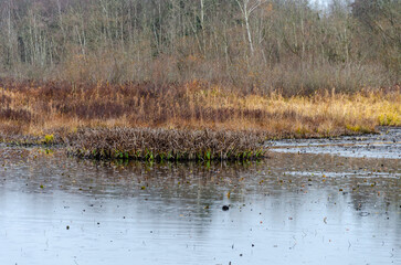 Burnaby Lake Regional Park, BC, Canada