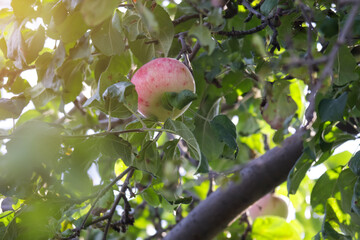 A ripe juicy apple on a branch. Apple harvest season healthy farm fruits. Red  apples hanging ripe on apple tree ready for harvesting and processing into apple juice or to be nibbled on.